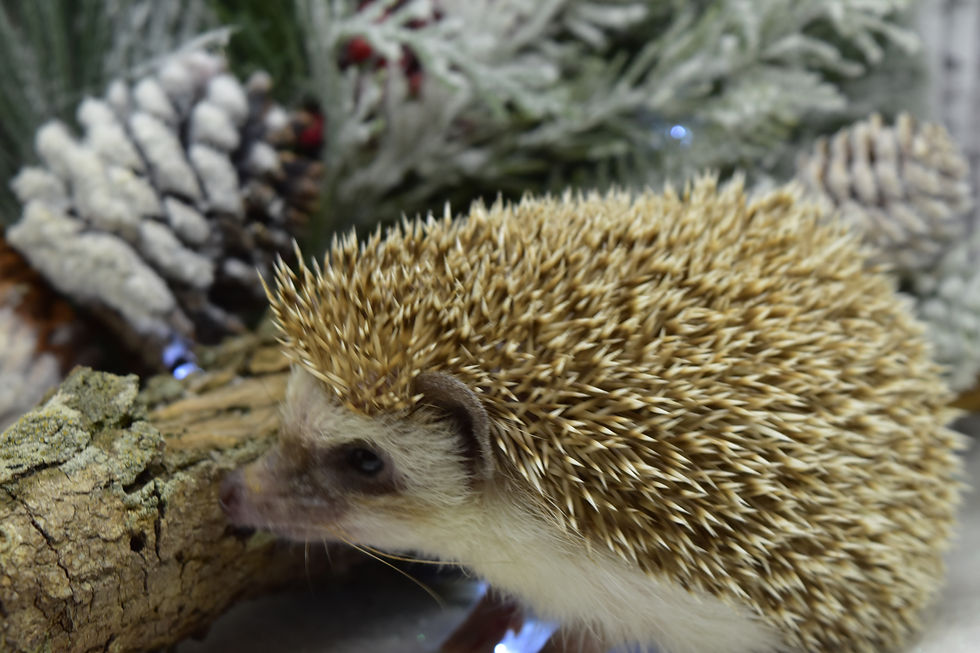 Thumbnail: "Cogsworth" male Ready Now (young adult)