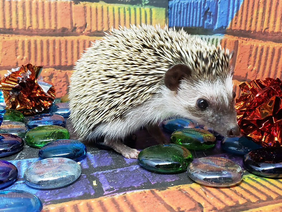 Thumbnail: "Snickerdoodle" male Ready late Jan/early Feb- nice, comical (PIF  J.Silba)
