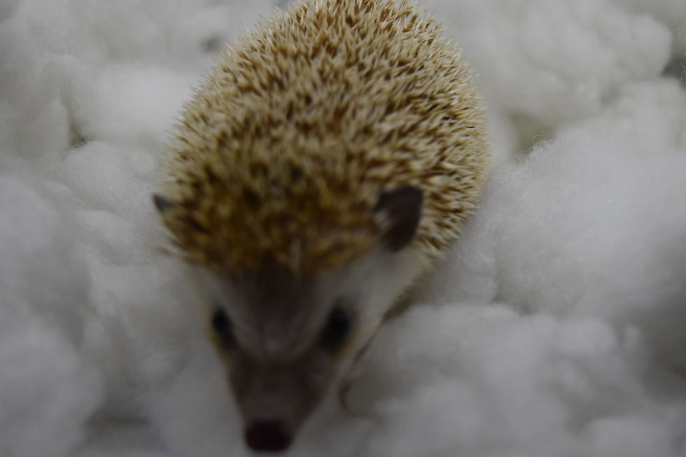 Thumbnail: "Edward" male senior over 3yrs- VRoghelia