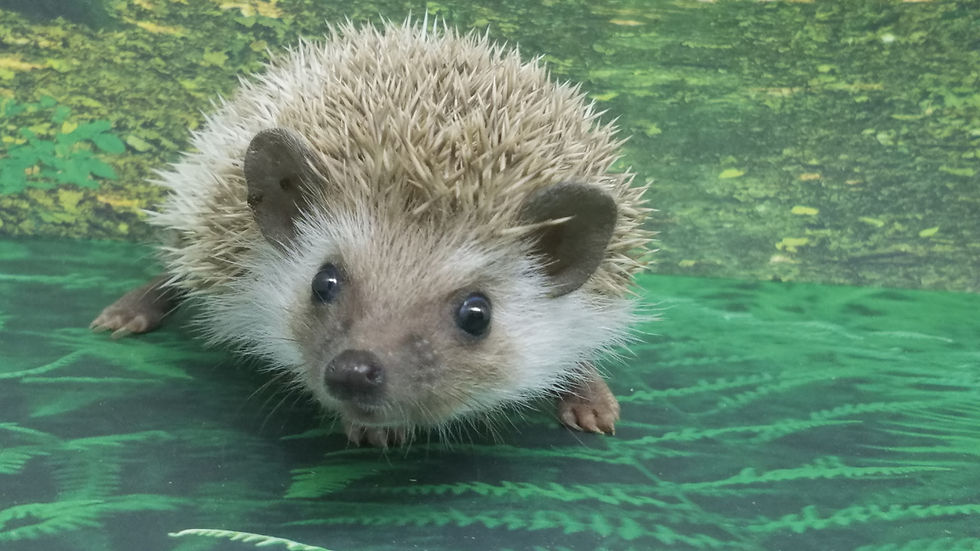 Thumbnail: "Ellis" male 11 months old (PIF +heat kit A.Souder)