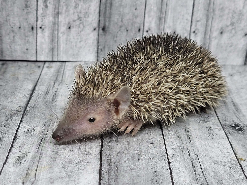 Thumbnail: "Eddie"  male-  Tenrec (C:F 0.00%) Ready after 8/8 Ship after 9/5