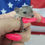 Thumbnail: "Hugo" Male Short Tailed Opossum (10781 K Phelan)