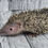 Thumbnail: "Eleven"  confirmed male- Tenrec (10841 S.Carter)