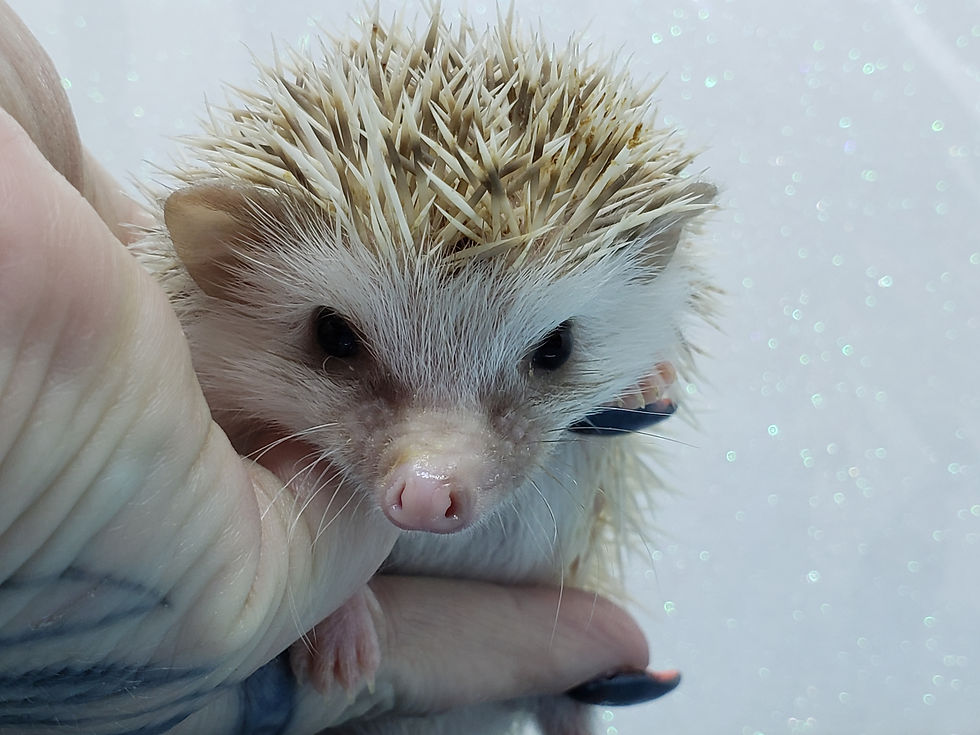 "Cupid" male Ready after 4/17(PIF +cage, water bottle M.Renaldi)