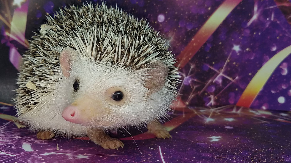 Thumbnail: "Thatch" Male Ready Now- adventurous, comical, friendly (PIF E.Hicks
