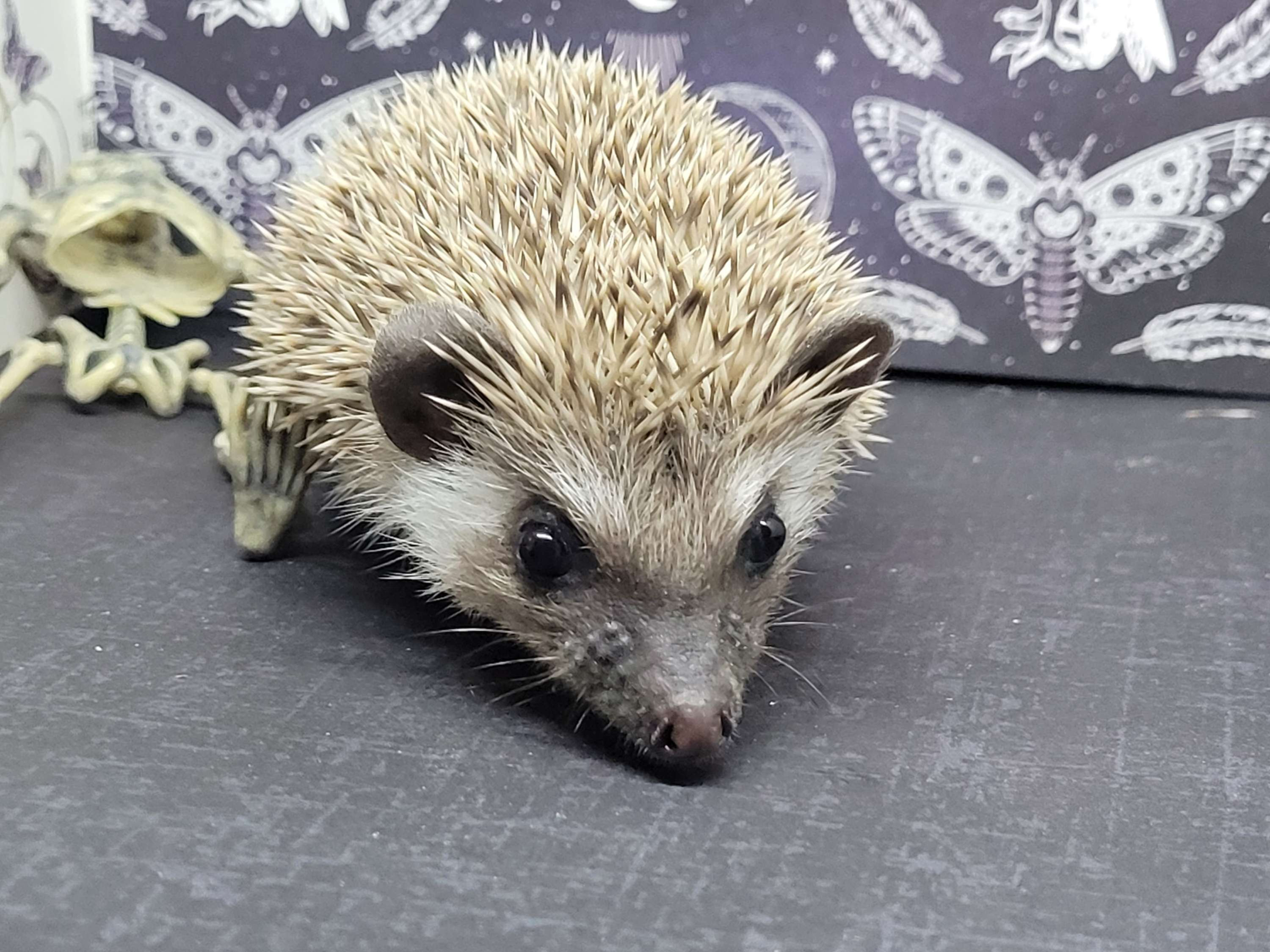 "Dexter" male Ready after 10/5 10830 RCrews