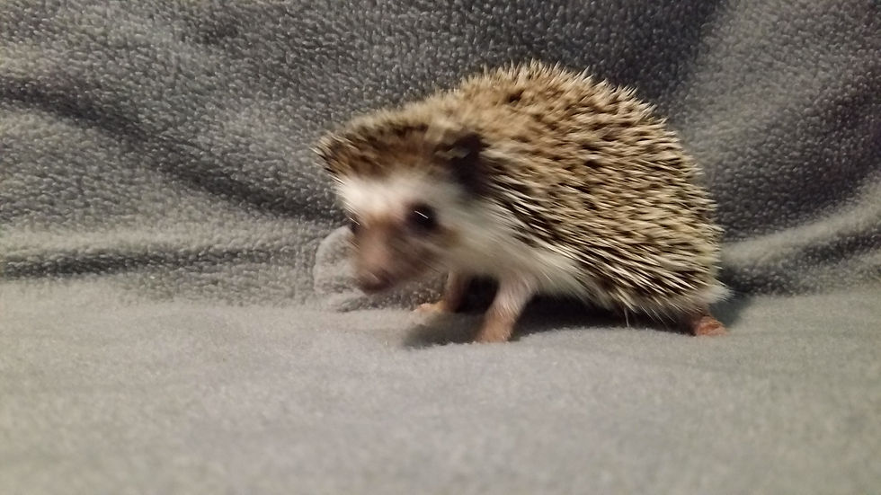 Thumbnail: "Timber" Male Ready Now -skittish, improving with handling (PIF A.Garmon)