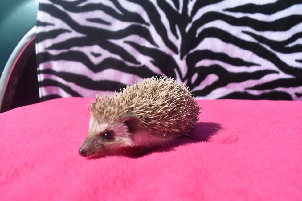 Thumbnail: "Zoe" female $250 Ready 5/1 (PIF w/cage J.C.)