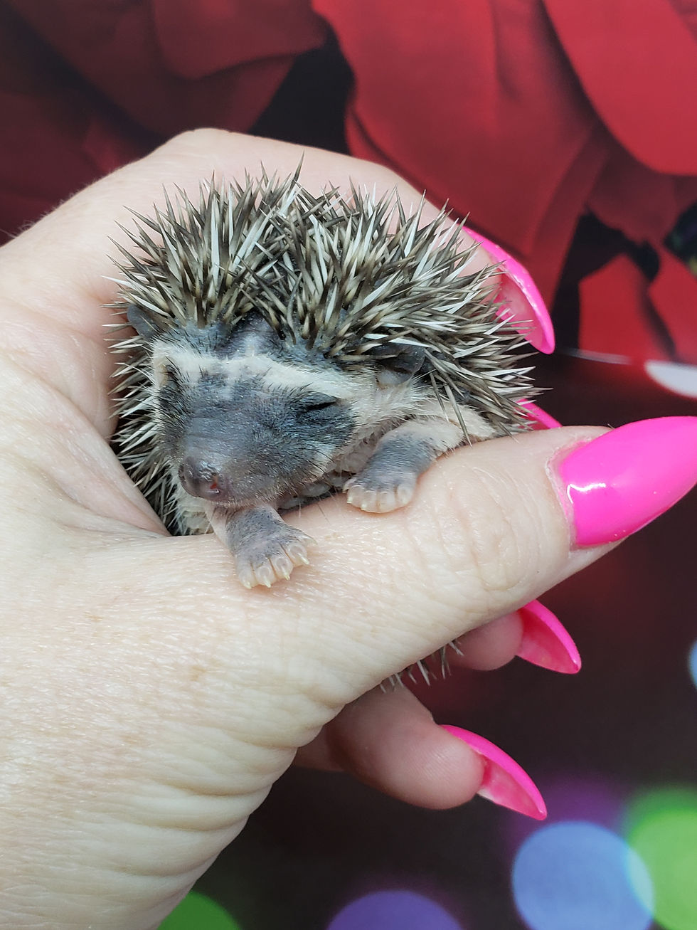 Thumbnail: "Kovnyn" female Ready after 12/17 (PIF- A.Lynn)