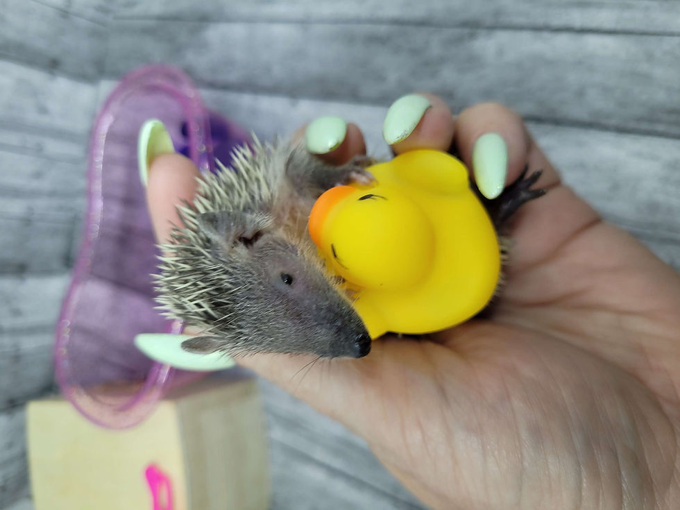 Thumbnail: "Steve"  confirmed male- Tenrec  (RESERVED 10838 CPost) 