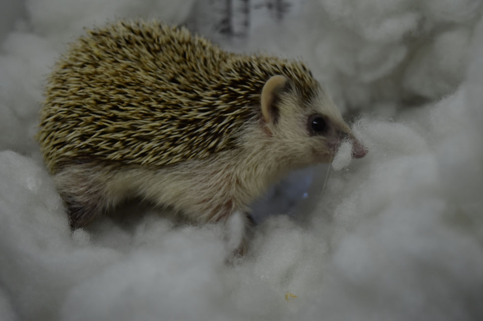 Thumbnail: "V" female senior over 2yrs- Ready 2/5 (PIF +RMM E.Siegel)