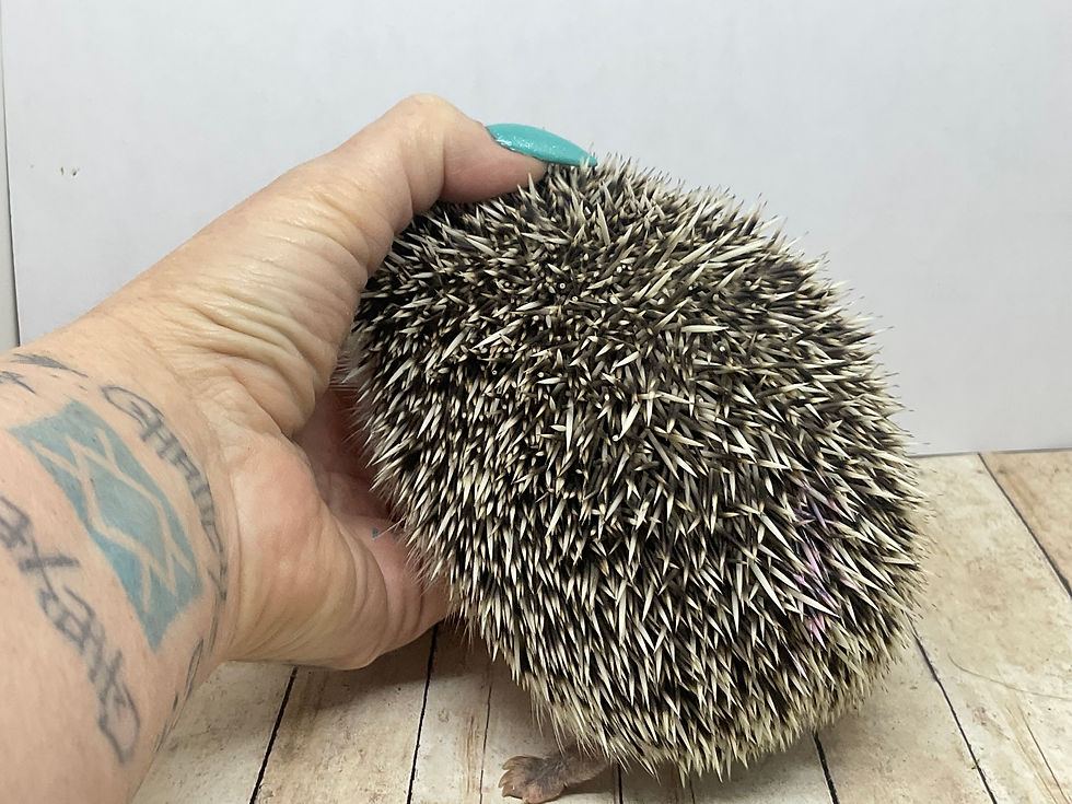 Thumbnail: "Achmed" male Ready Now- chunky and friendly