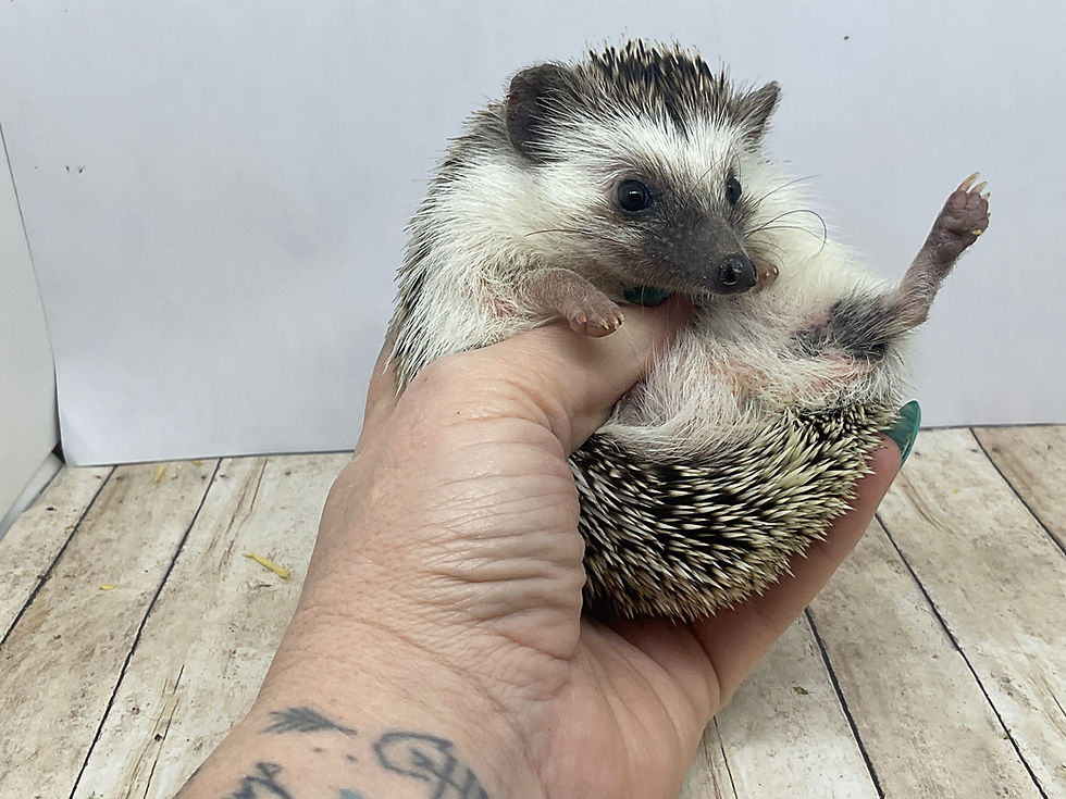 Thumbnail: "Peanut" male Ready Now (10906 +cage kit)