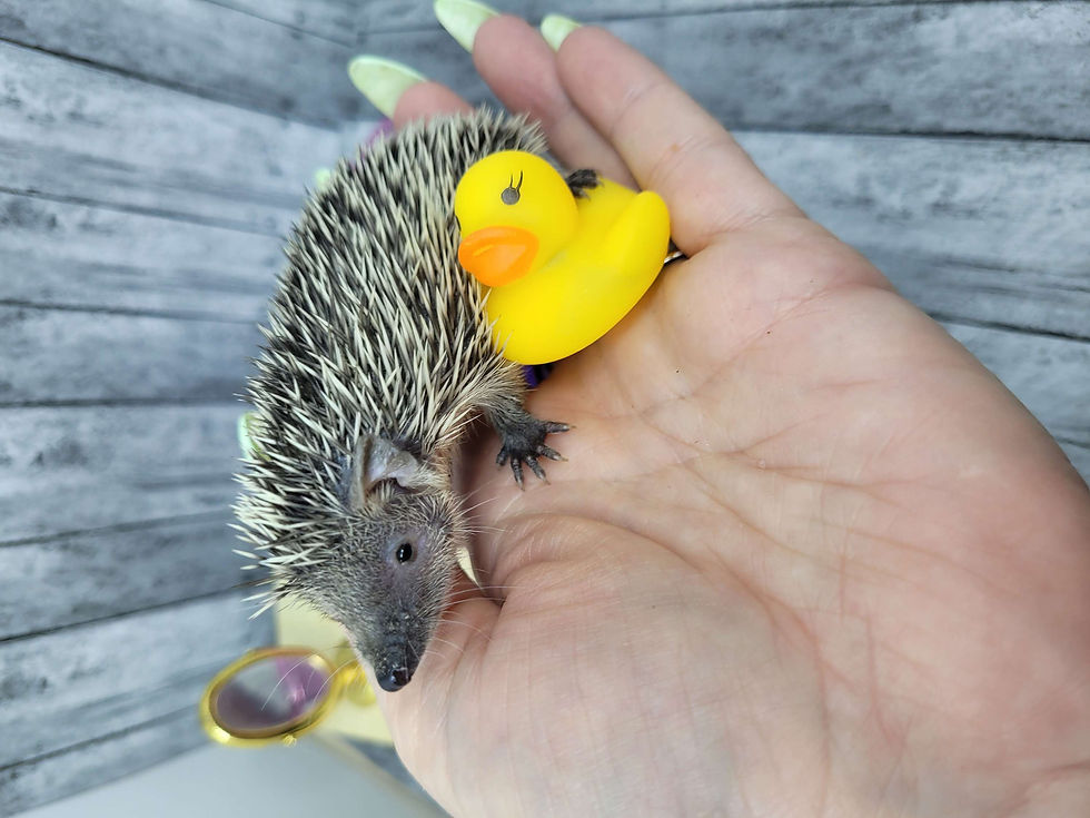 Thumbnail: "Max"  confirmed female- Tenrec (S:A 0.00%) Ready after 7/25 Ship after 8/22