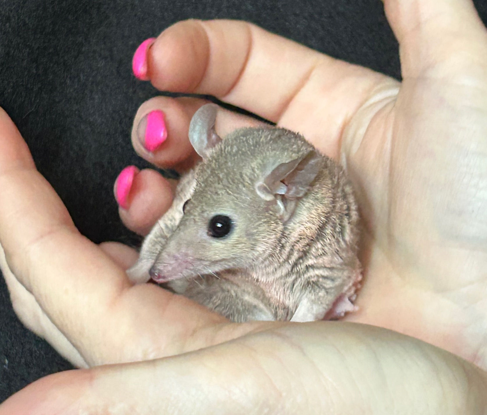 "Marcy" female STO Ready Now