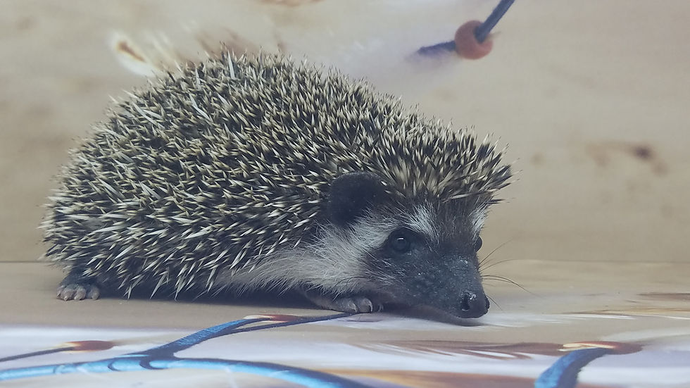 Thumbnail: "Bones" male Ready after 6/29 (PIF A. Wesson)