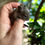 Thumbnail: Degu 4- male- Ready after 8/4
