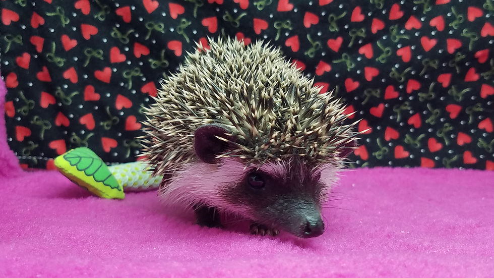 Thumbnail: "Sandor" female Ready after 2/17 (PIF N.Sangid)