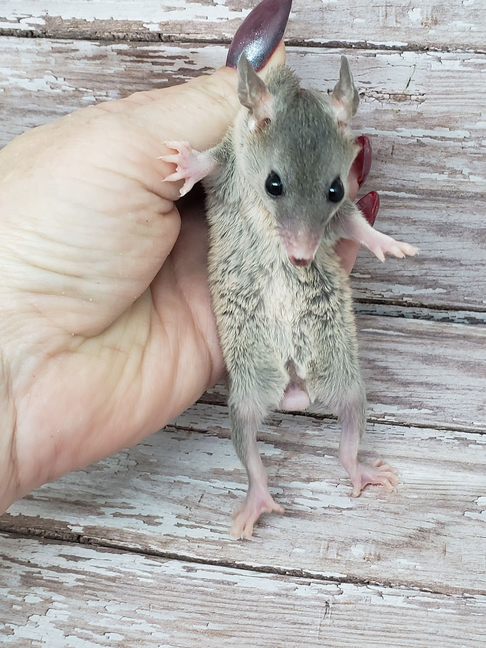 Thumbnail: 6 Male Short Tailed Opossum Ready after 7/16