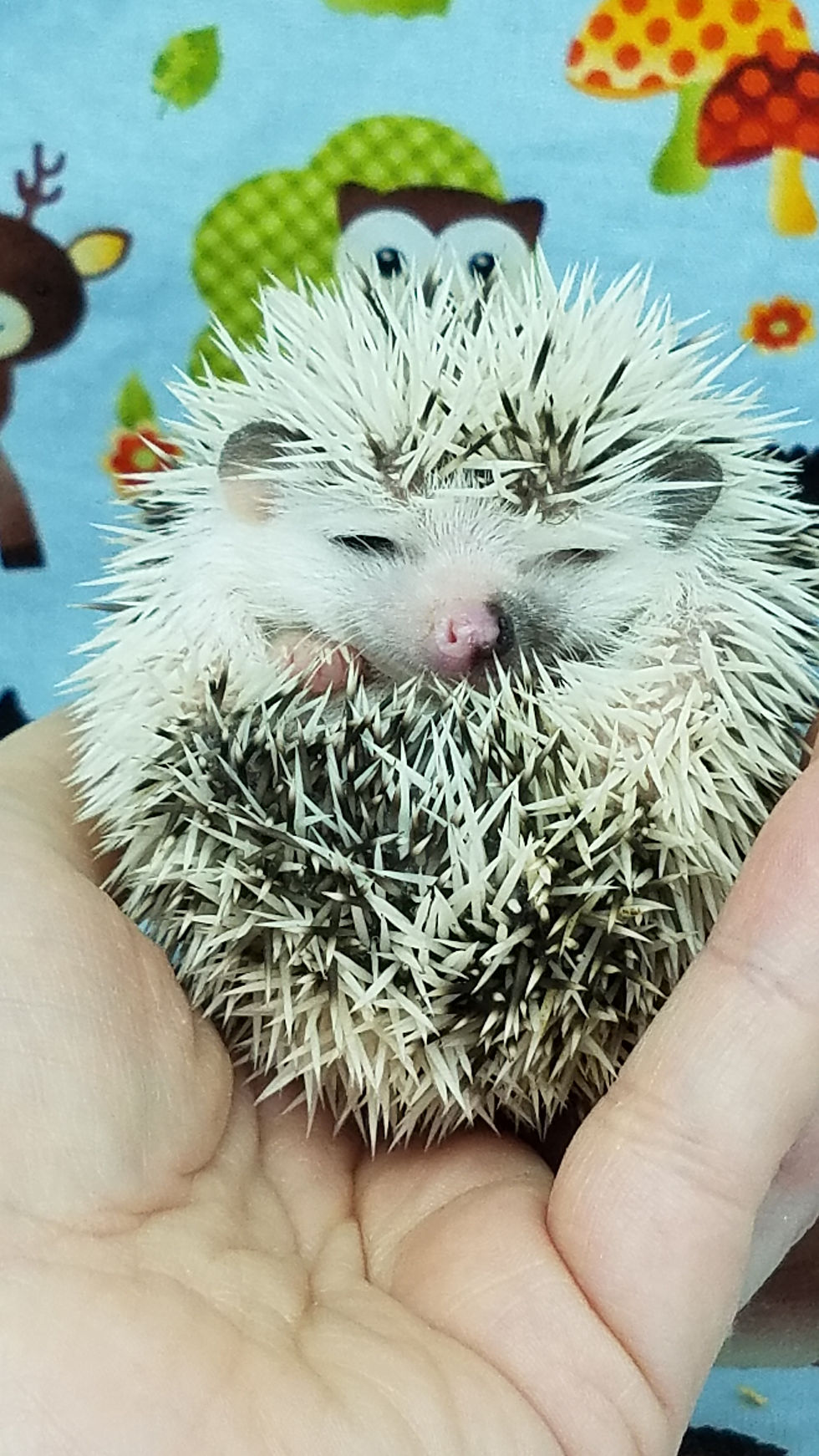 Thumbnail: "Zella" female Ready after 4/11 (PIF D.Peck)