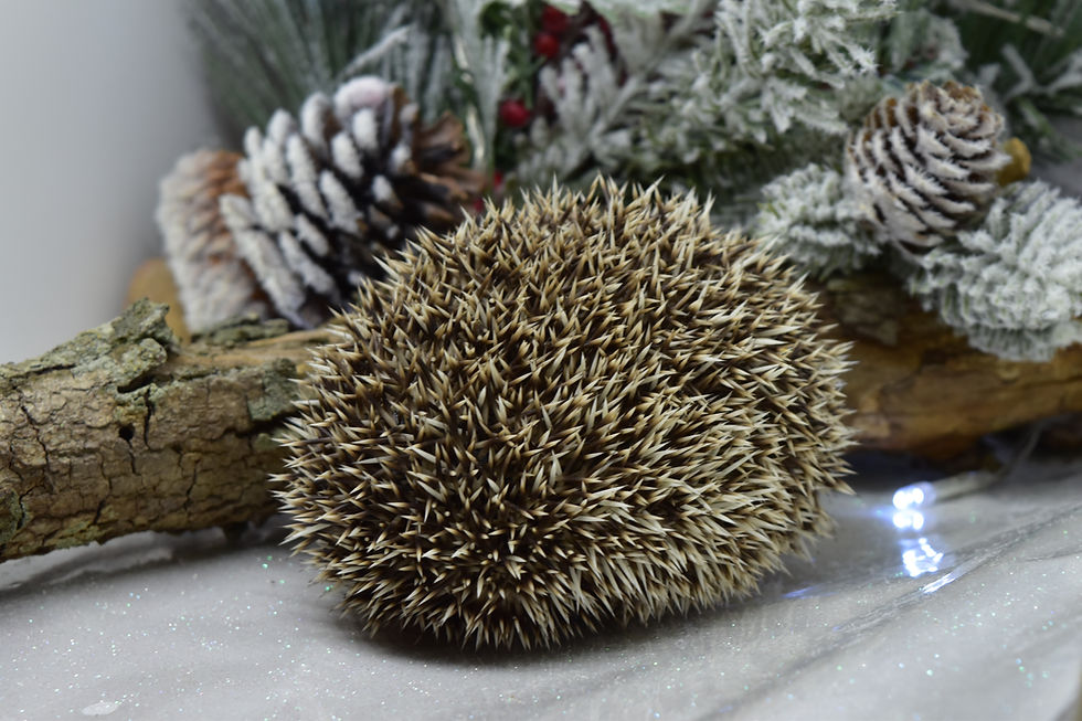 Thumbnail: "Madder" male Ready Now- (replacement JBadger)