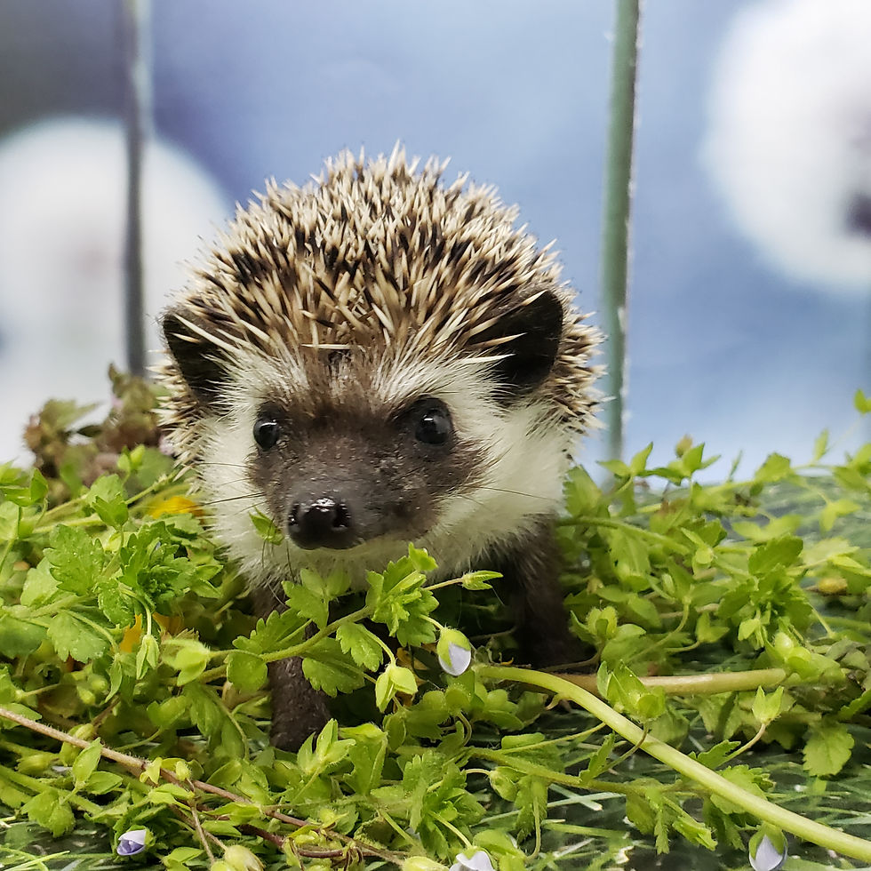 Thumbnail: "Truk" female Ready after 4/13- dark brown slight pinto dual badger (10741 J.H)