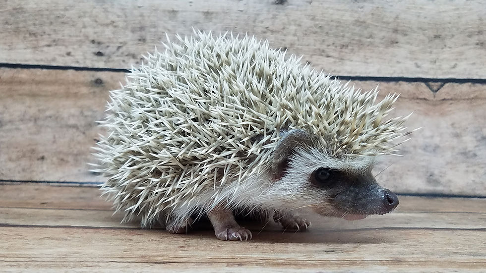 Thumbnail: "Bruno" Male Ready after 7/13- shy, but improving (PIF N.Nasiatka)