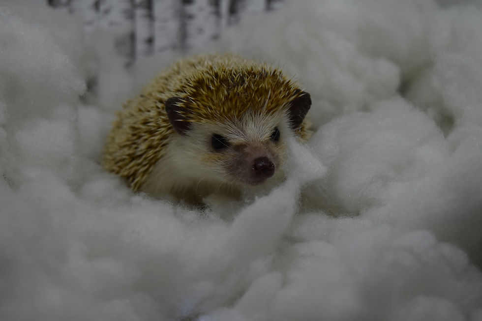 Thumbnail: "Edward" male senior over 3yrs- VRoghelia