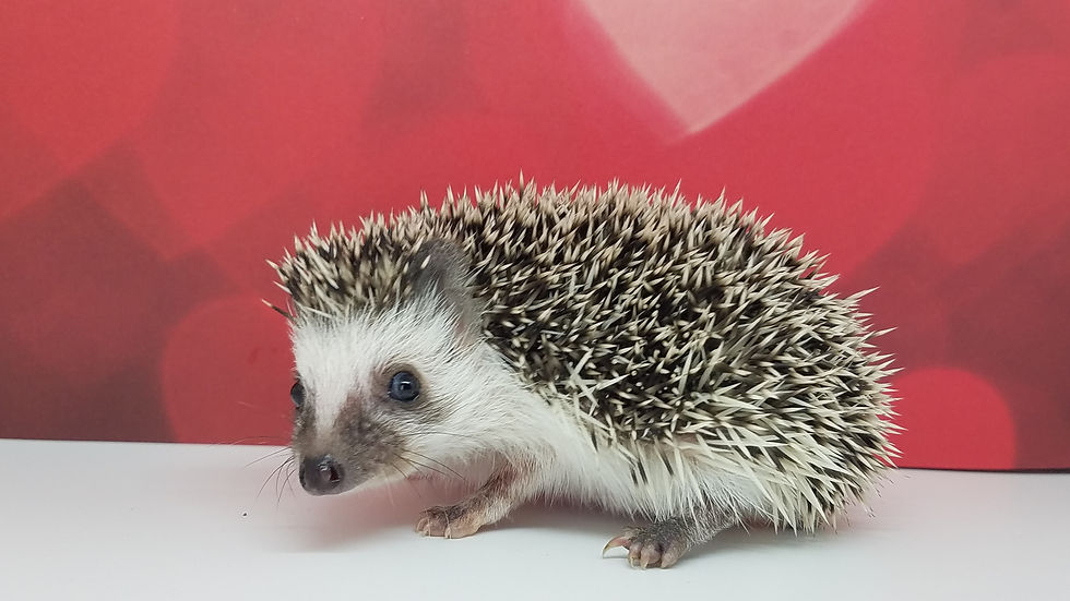 Thumbnail: "Konstance" female Ready after 1/30 (PIF+cage combo M.Kunkel) 