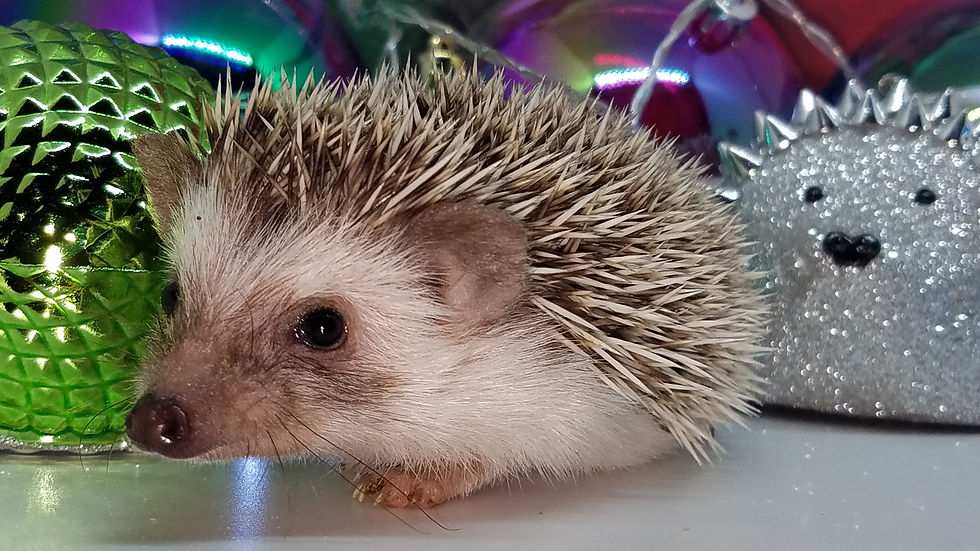 Thumbnail: "Mya" female Ready after 10/11- small and friendly PIF + travel E.Wallace)