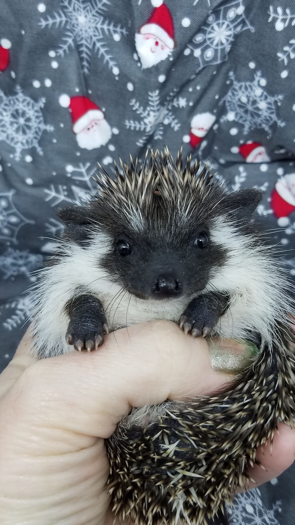 Thumbnail: "Ely" male Ready Dec 22 (PIF P.Trammell)