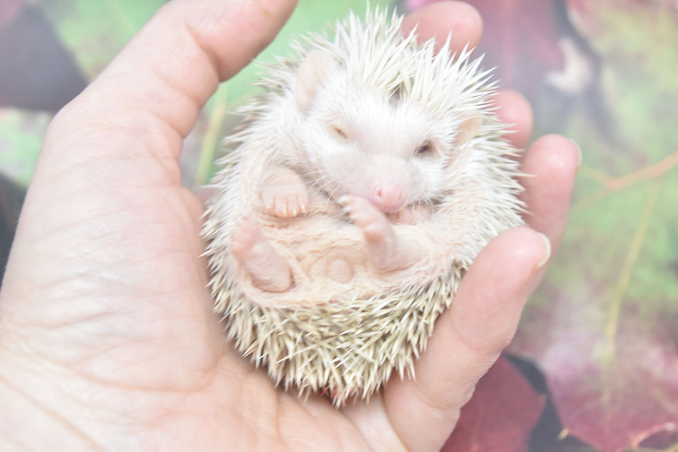 Thumbnail: #1258 young female- one eyed (PIF +cage kit C. Register)