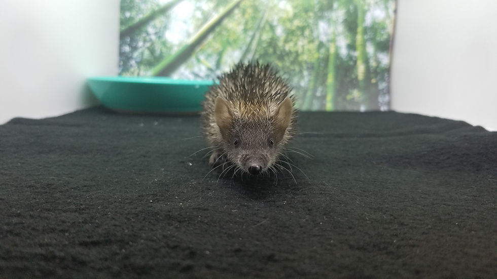 Thumbnail: "Cubby" female Lesser Hedgehog Tenrec- October (J.Johnson)