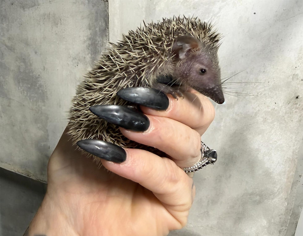 Thumbnail: Sullivan- unsexed- Tenrec (A:S 0.00%coi)- Ready after 7/31