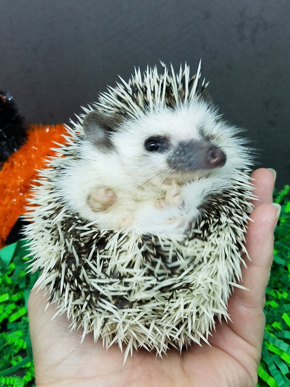 Thumbnail: "Declan" male Ready Now ($150 balance due at pick up S.C.) RM-Nov10thpreferred