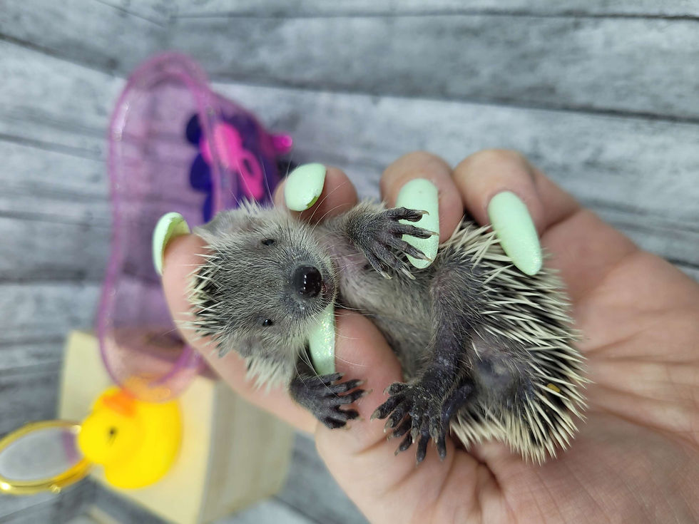 Thumbnail: "Dustin"  confirmed female- Tenrec (S:A 0.00%) Ready after 7/25 Ship after 8/22