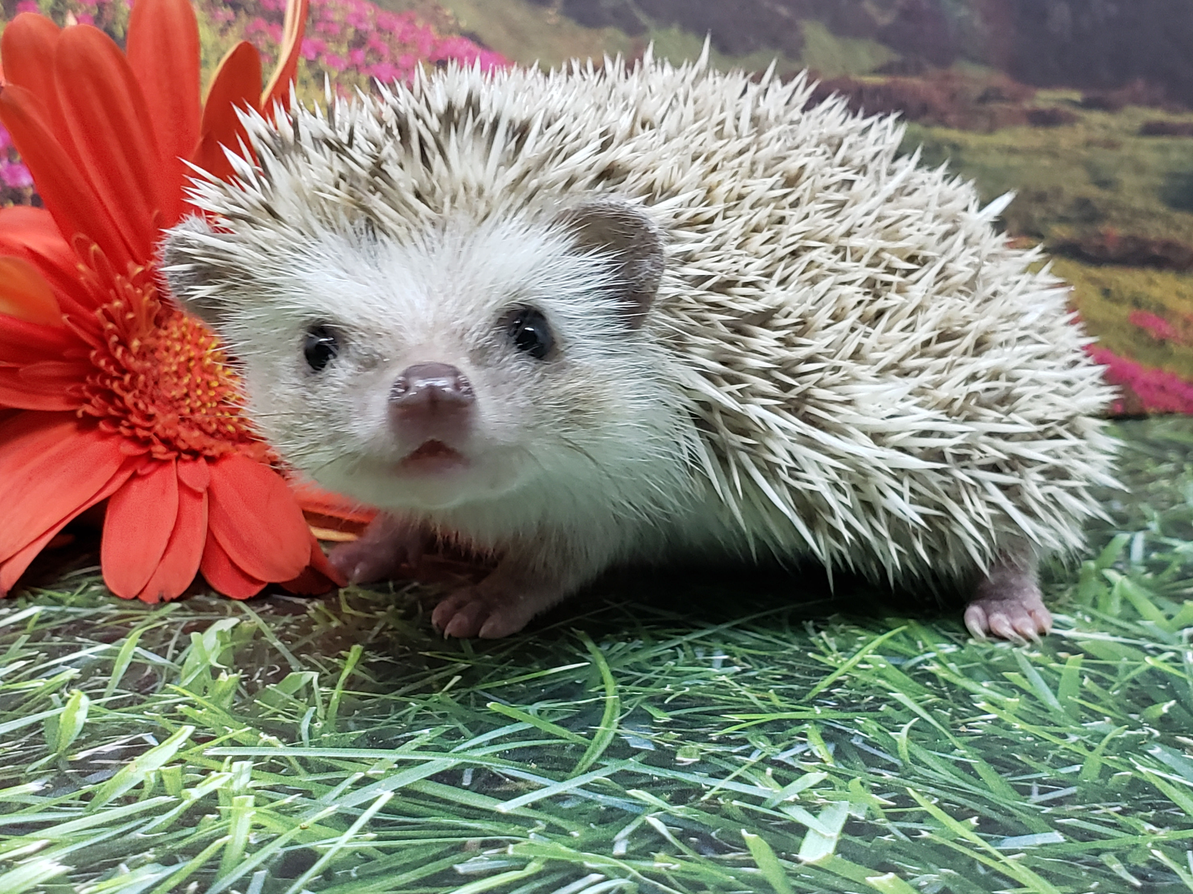 "Keryn" female Ready after 8/4- (PIF C.Wiseman)