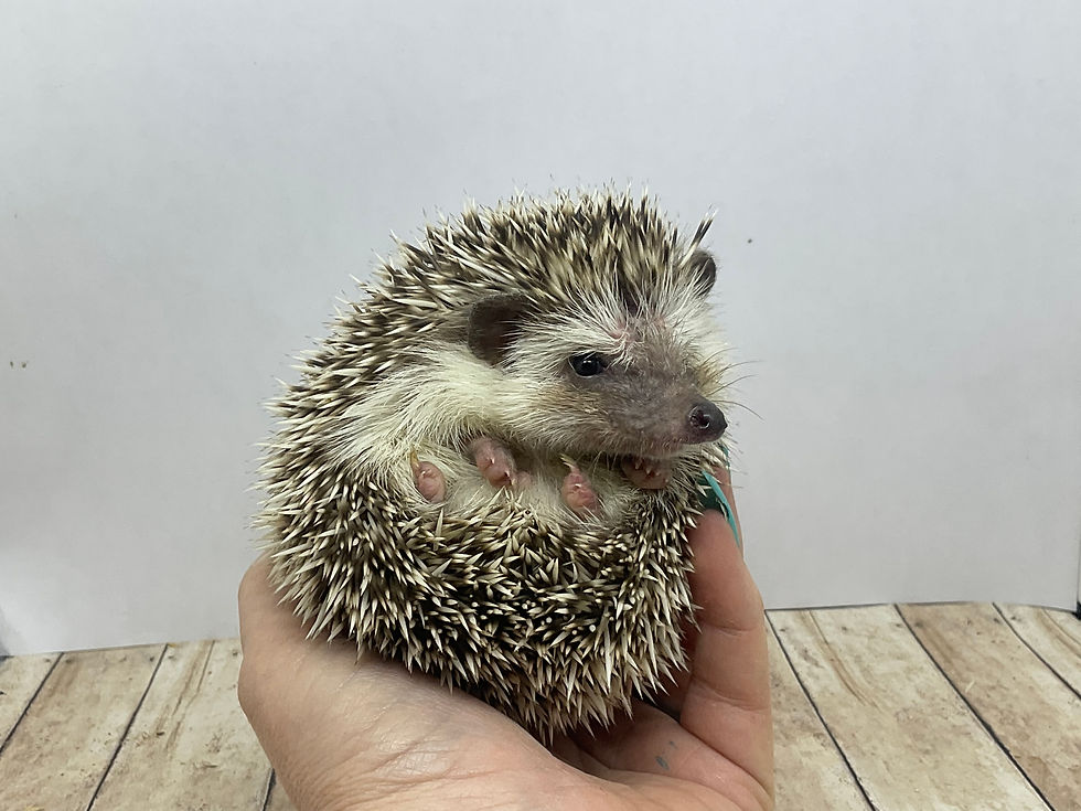 Thumbnail: "Scruffy" male Ready Now- Looks grumpy, but is just slightly shy