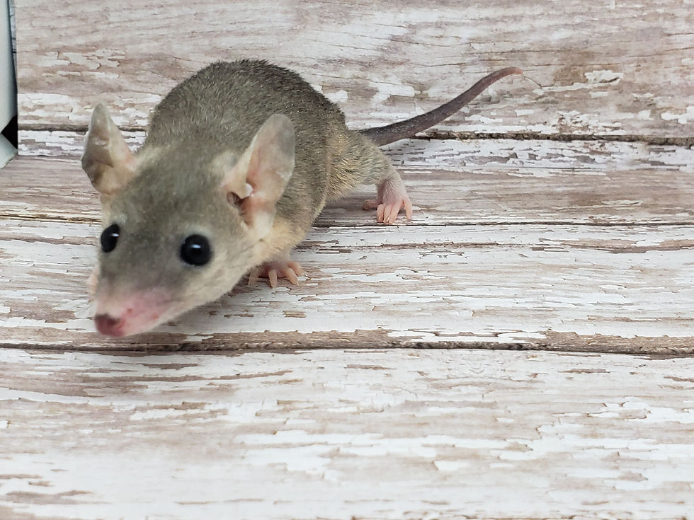 Thumbnail: 10 Female Short Tailed Opossum Ready after 7/16