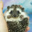 Thumbnail: "Phebe" female Ready Jan 20-28 (PIF +cage kit w/liner S.Hill)