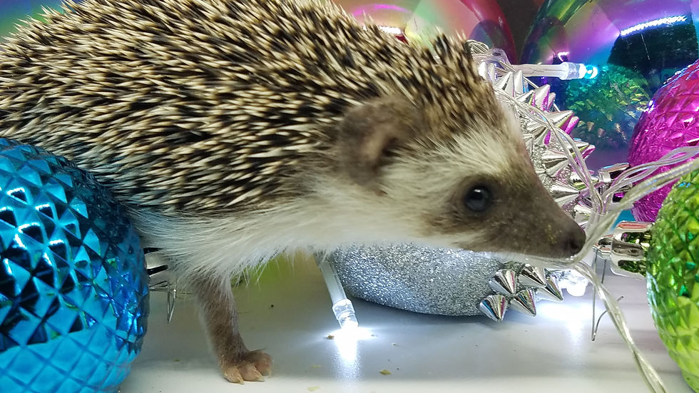 Thumbnail: Precious female young - SUPER SWEET (PIF+travel,4 play pillows K.Lee)