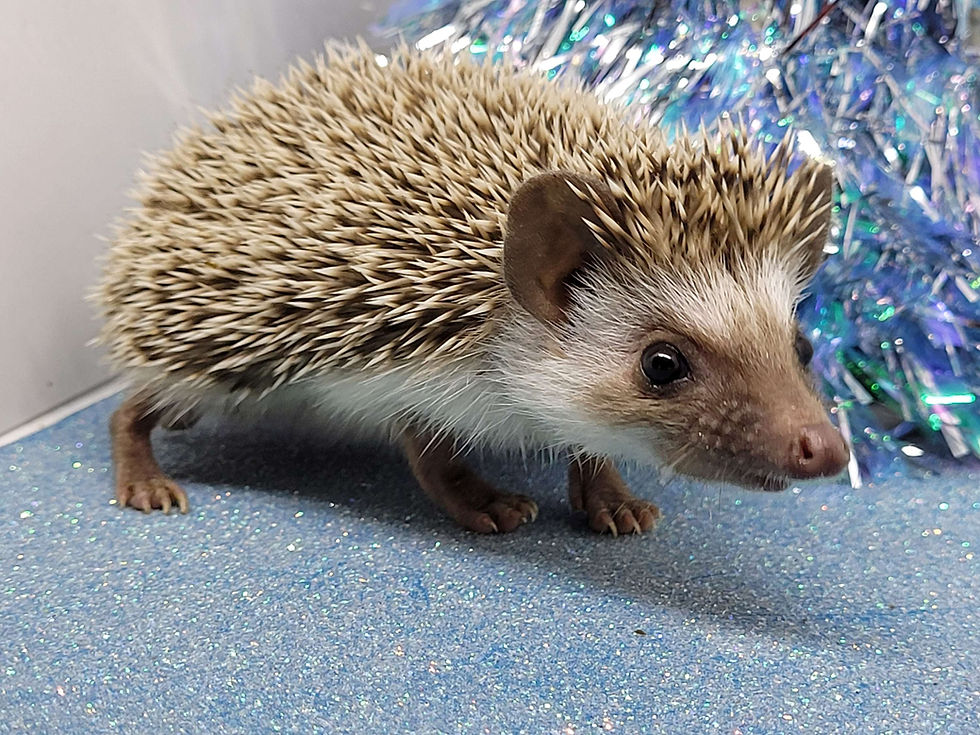 Thumbnail: "Selter" female Ready Now- great personality, social outgoing, running small