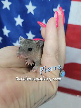 "Pierre" Male Short Tailed Opossum Ready after 7/19, shipping after 8/1