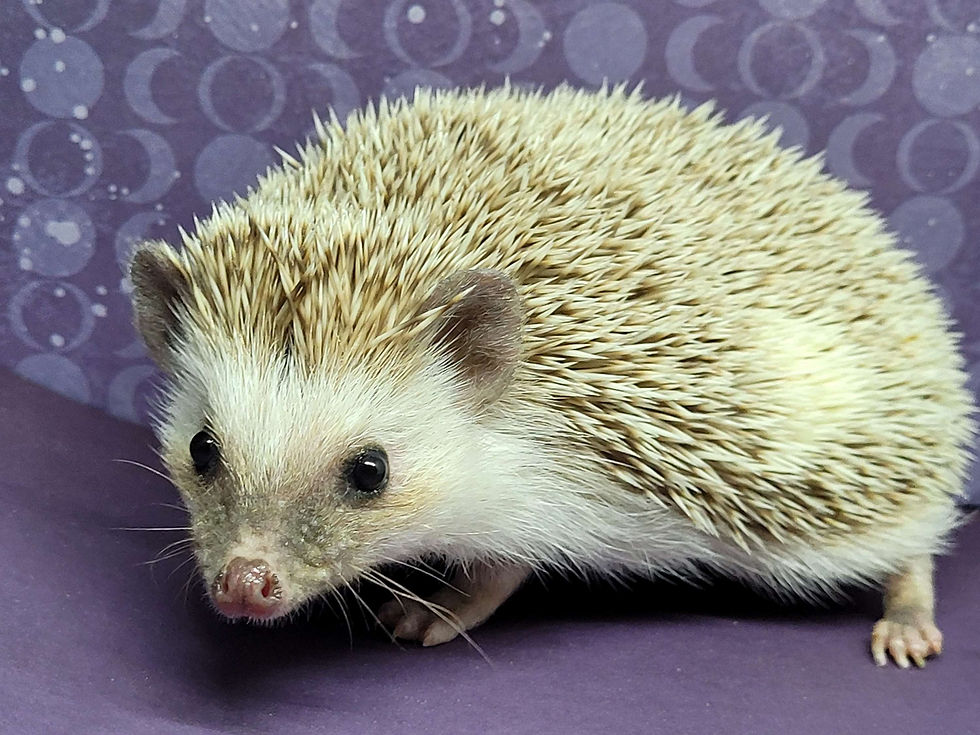 Thumbnail: "Ida" female Ready after 8/28 (10822+cage kit P.Deforge)