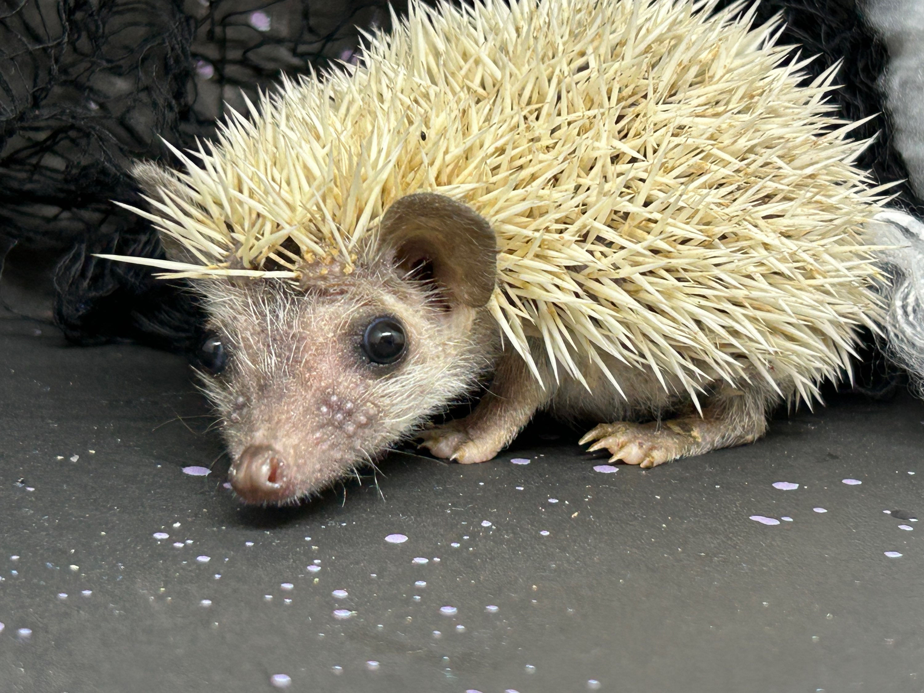 “Ghost” female Ready soon