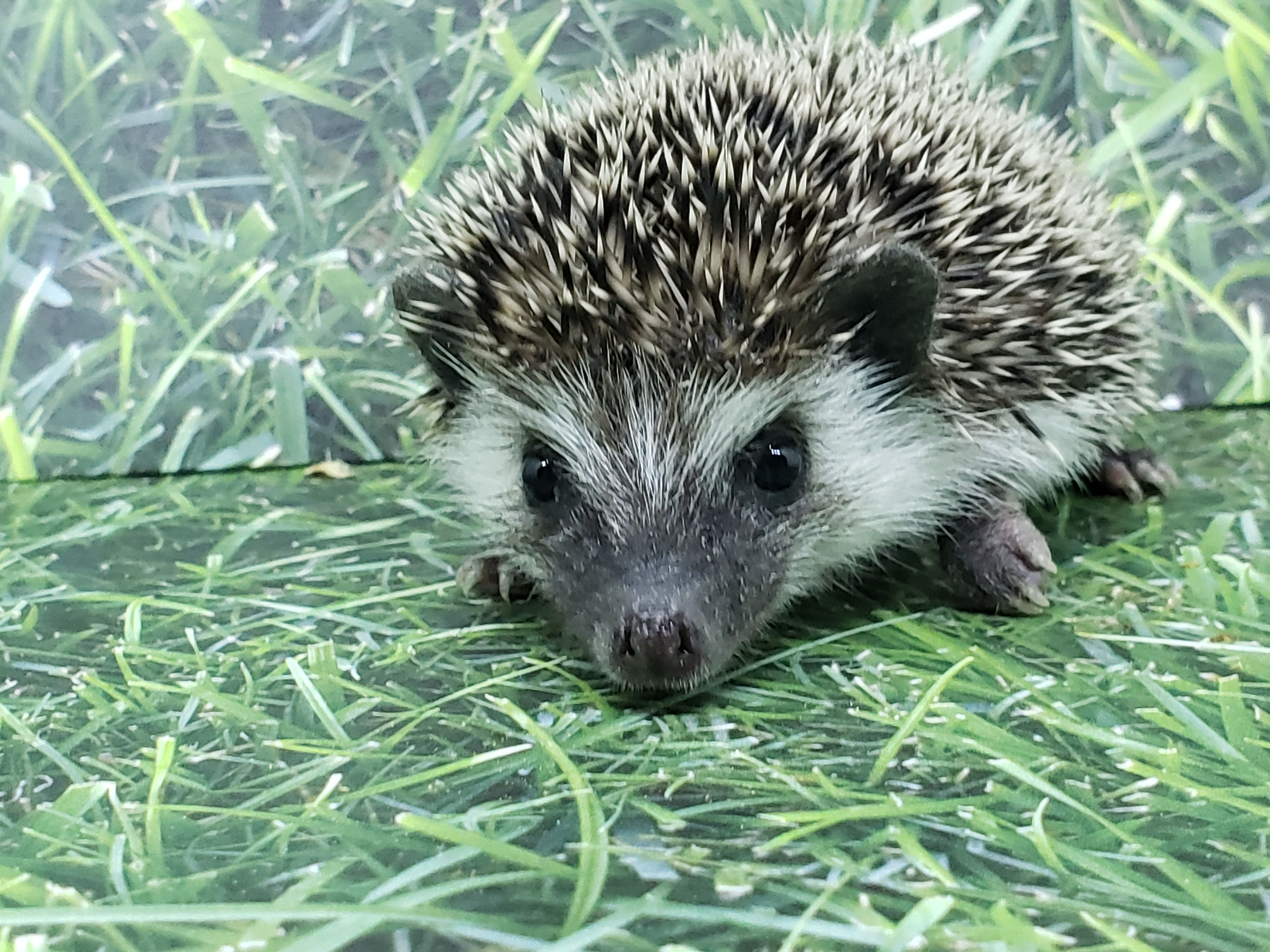 "Pepper" male Ready after 3/22-  (PIF -P. Muench)