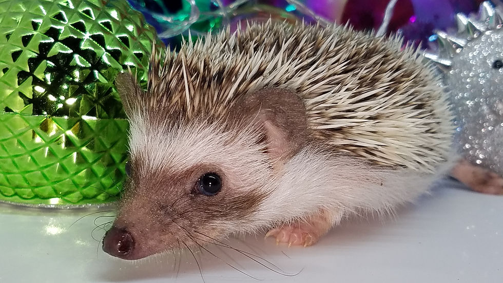 Thumbnail: "Macey" female Ready after 10/11-small and friendly (PIF+specialheat kitB.Coltz)