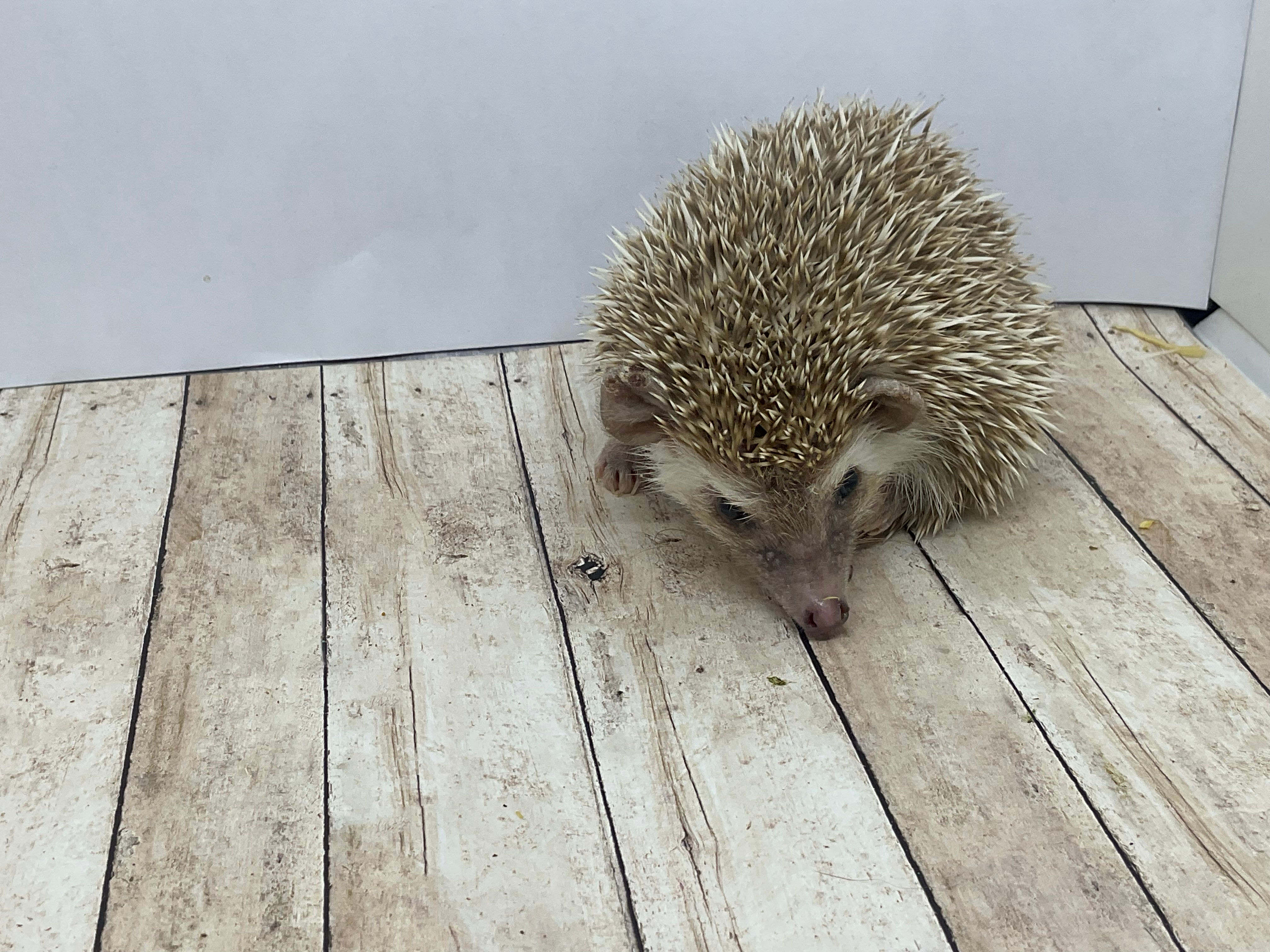 "Ruffles" male Ready Now- On hold