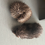 Thumbnail: 1 Connor- male- Tenrec (F:C 0.00%)- Ready after 8/16