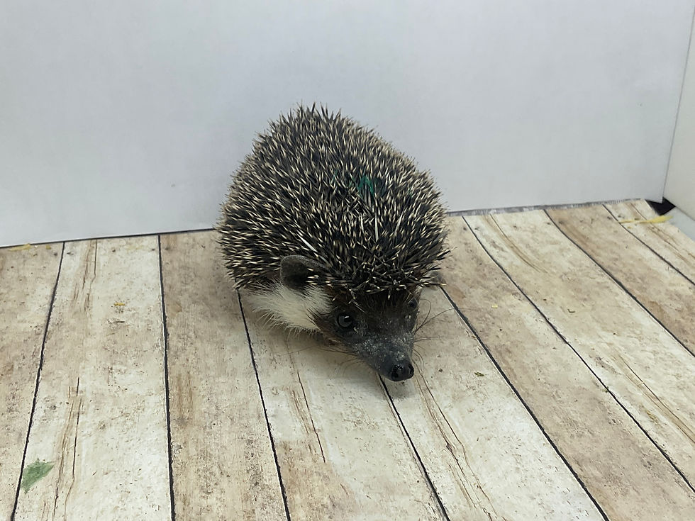 Thumbnail: "Houdini" male Ready Now- Joining GQHM